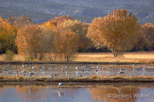 Marsh of Cranes_73082.jpg - Sandhill Crane (Grus canadensis) photographed in the Bosque del Apache National Wildlife Refuge near San Antonio, New Mexico USA. 